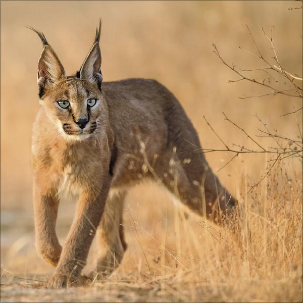 Produktbild Big Cats 2026