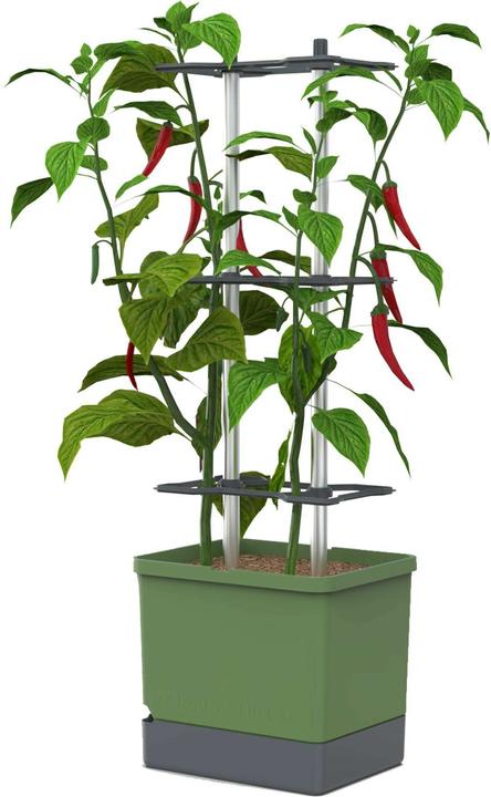 Actual product image Gusta Garden Growing pots Charly Chilli XL Dark green