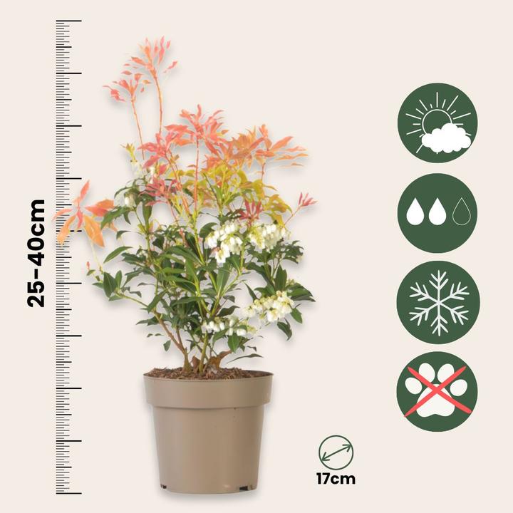 Produktbild Plant in a Box Pieris 'Forest Flame' - 2er Set Schattenglöckchen (25 cm)