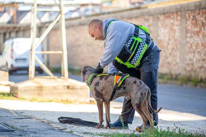 Actual product image Julius-K9 K9 Mantrailing/Outd. sele, Str.: L-XL/Uv Orange w. neon edge (L, XL, Dog)