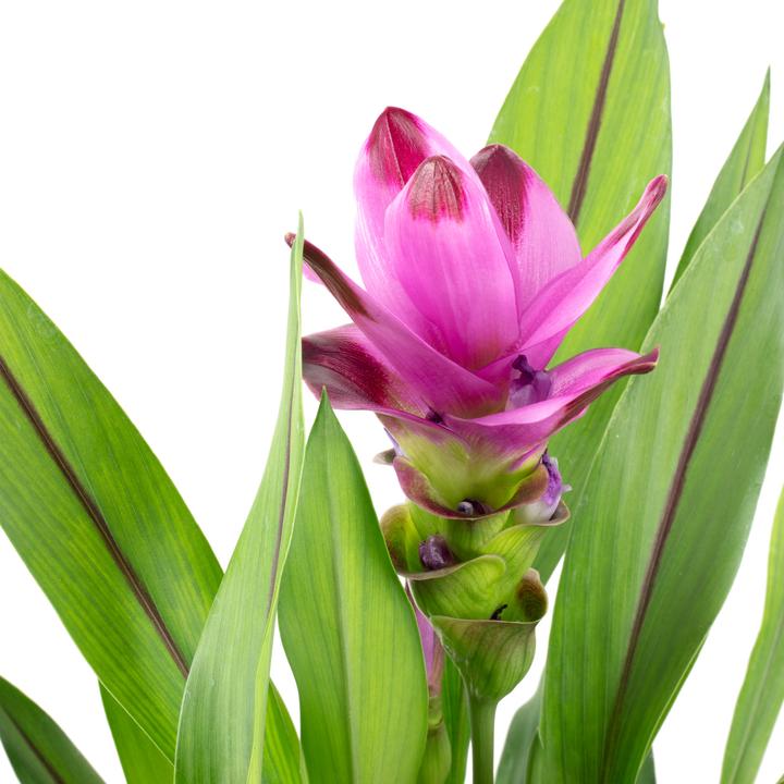 Produktbild Flowerbox Kurkuma - Curcuma (55 cm)