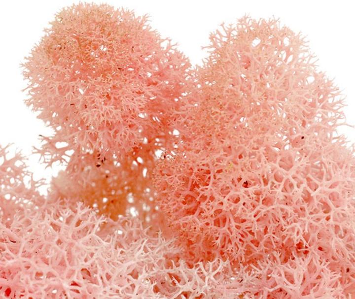 Actual product image Flowerbox Iceland moss