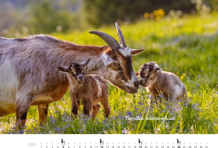 Produktbild Kalender Zwergziegen 2026 (Spezial)