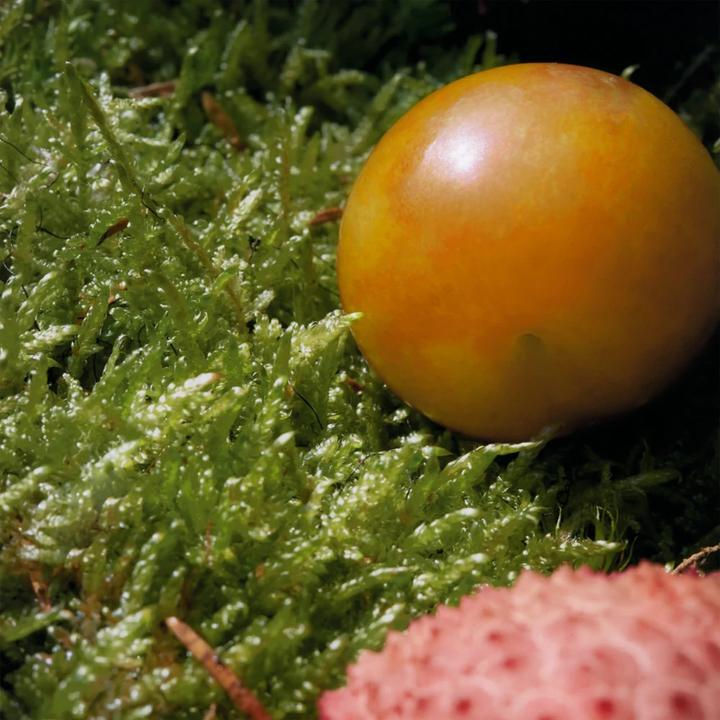 Immagine prodotto Chloé Nomade (Eau de toilette, 50 ml)