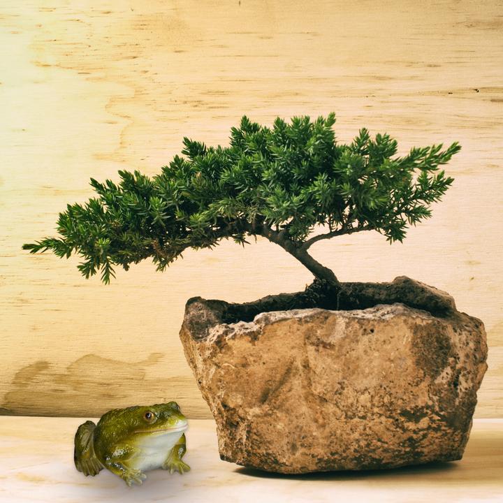 Image du produit Relaxdays Frosch