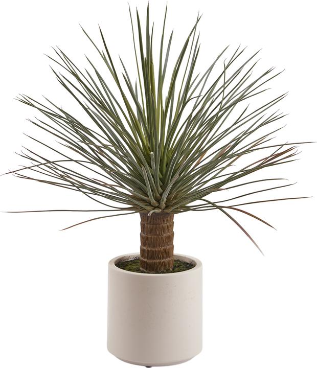 Actual product image Edg Yucca H: 81 cm (81 cm)
