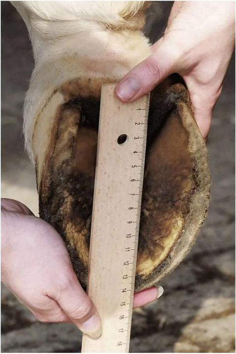 Produktbild HKM Hoof Boot