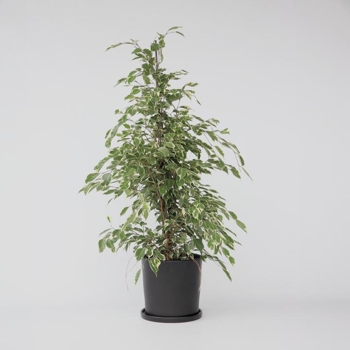 Produktbild Plant in a Box Ficus Benjamina Twilight - Geigenpflanze (100 cm)