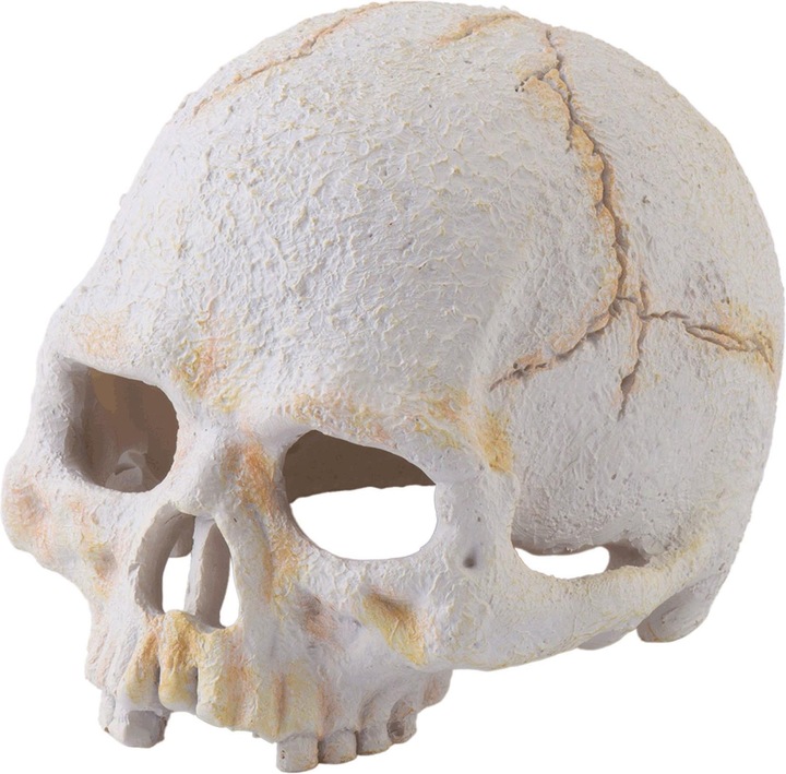 Exo Terra Primate Skull
