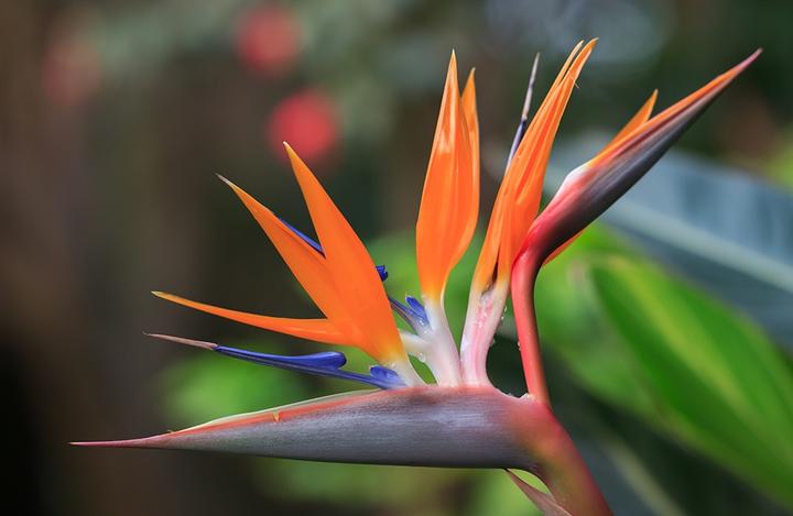 Produktbild Rokinon DS135M-NEX (Sony E, Vollformat)