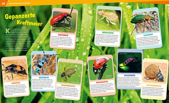 Image du produit Tessloff WAS IST WAS Band 30 Insekten. Überlebenskünstler auf sechs Beinen (Allemand, Alexandra Rigos, 2018)