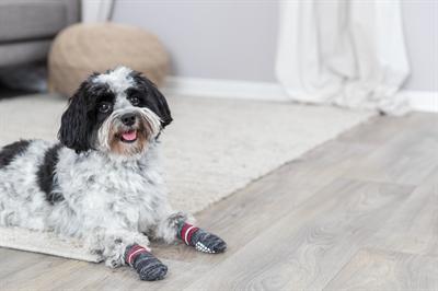 Produktbild Trixie Hundesocken (L, XL, Hundesocken)