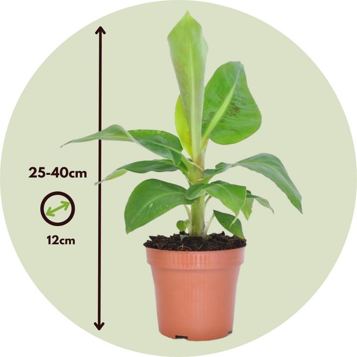 Immagine prodotto Plant in a Box Musa Orientale Nana - Set di 2 banane nane (25 cm)