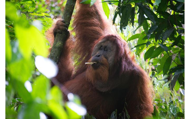 Actual product image Vicafe Orangutan (350 g, Medium roast)