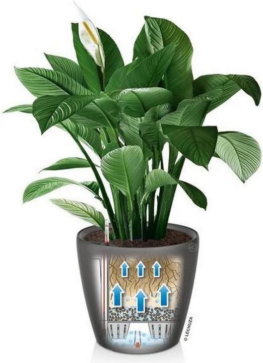 Image du produit Lechuza Classico (43 x 40 cm)