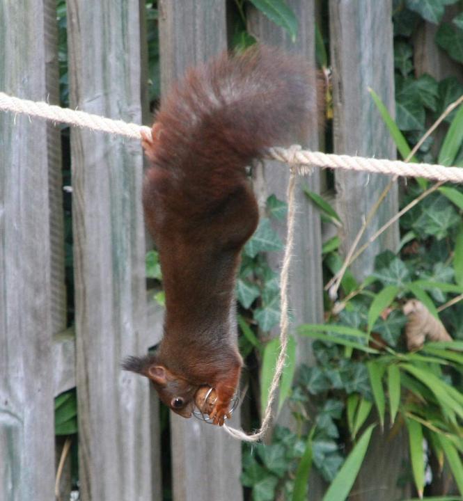 Produktbild Eekbo Eichhörnchen Futterseil