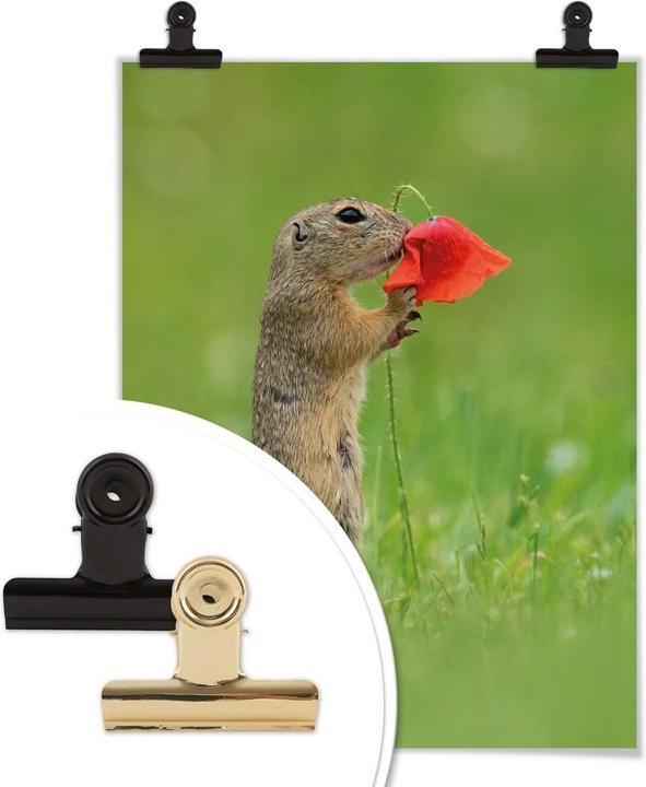 Produktbild Trenddeko van Duijn - Erdhörnchen mit Mohnblume (60 x 80 cm)