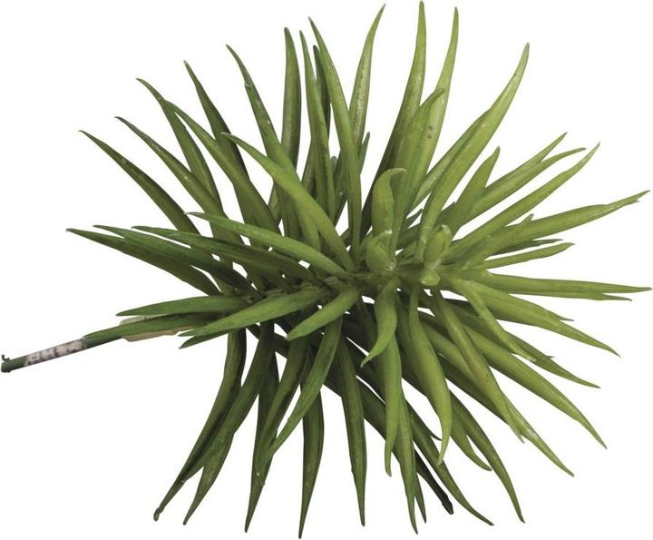 Actual product image Rayher Succulent Senecio plastic (9 cm)