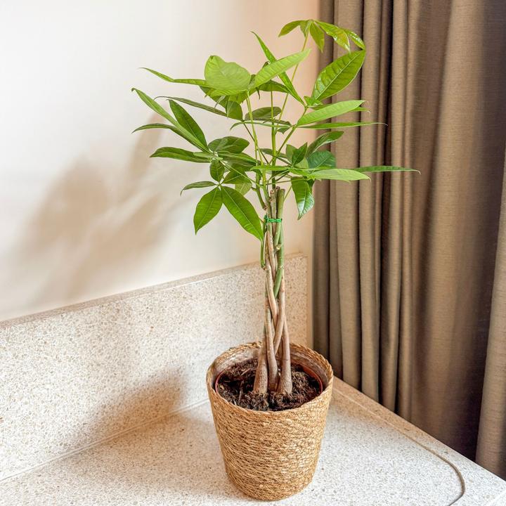 Produktbild Plant in a Box Pachira Aquatica - Geldbaum (60 cm)