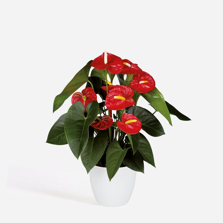 Actual product image Plant in a Box Anthurium 'Royal Champion' - Flamingoblume (35 cm)
