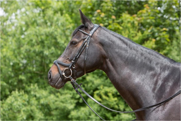 Actual product image Kieffer Snaffle bridle Ultrasoft Tara leather