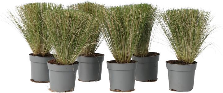 Produktbild Plant in a Box Stipa tenuifolia 'Pony Tails' - 6er Set Zier Federgras (20 cm)