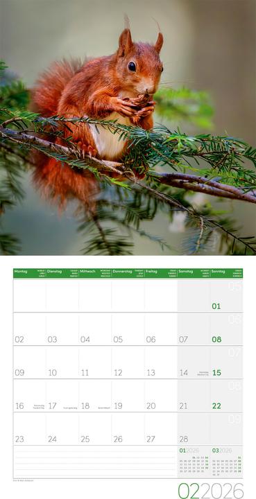 Actual product image Eichhörnchen Kalender 2026 - 30x30