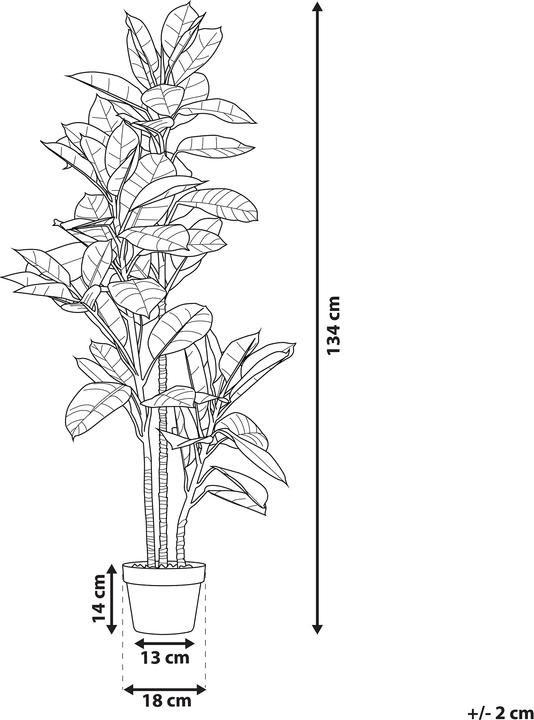 Immagine prodotto Beliani Ficus Elastica (134 cm)