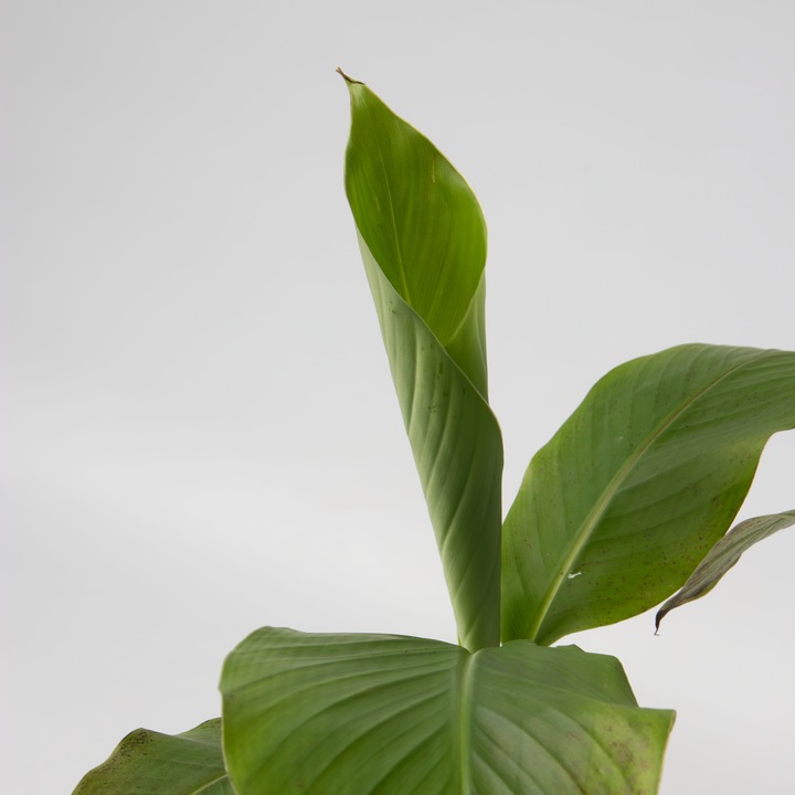 Image du produit Plant in a Box Musa Basjoo - Set de 3 bananiers (40 cm)