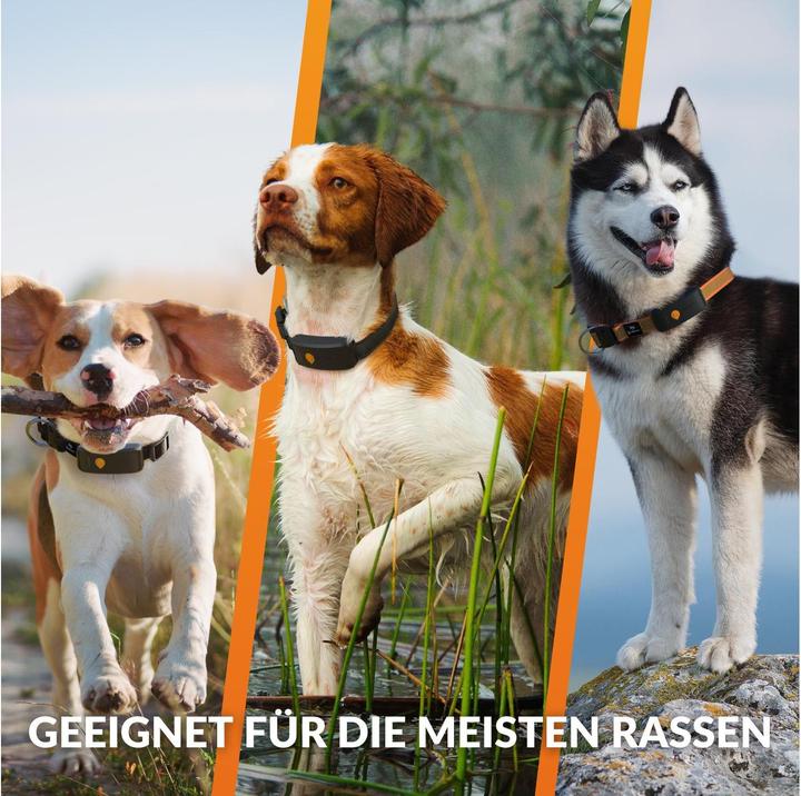 Immagine prodotto Weenect Localizzatore GPS per cani (XL, Cane, Sport cane)