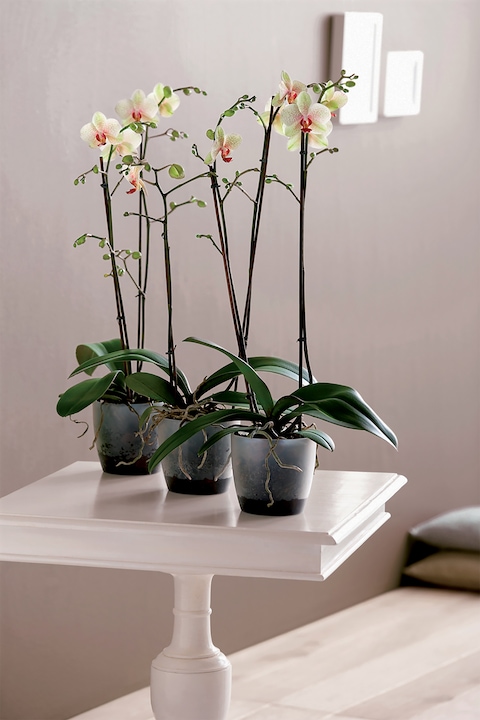 Produktbild Elho Brussels (16 cm)