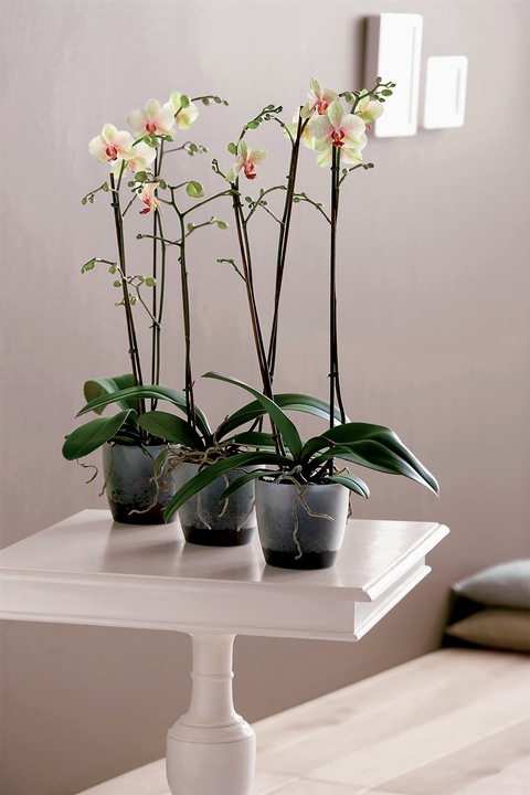 Produktbild Elho Brussels (16 cm)