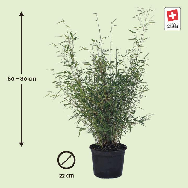 Zulauf Garten-Bambus / Fargesia rufa - kaufen bei Galaxus - Galaxus