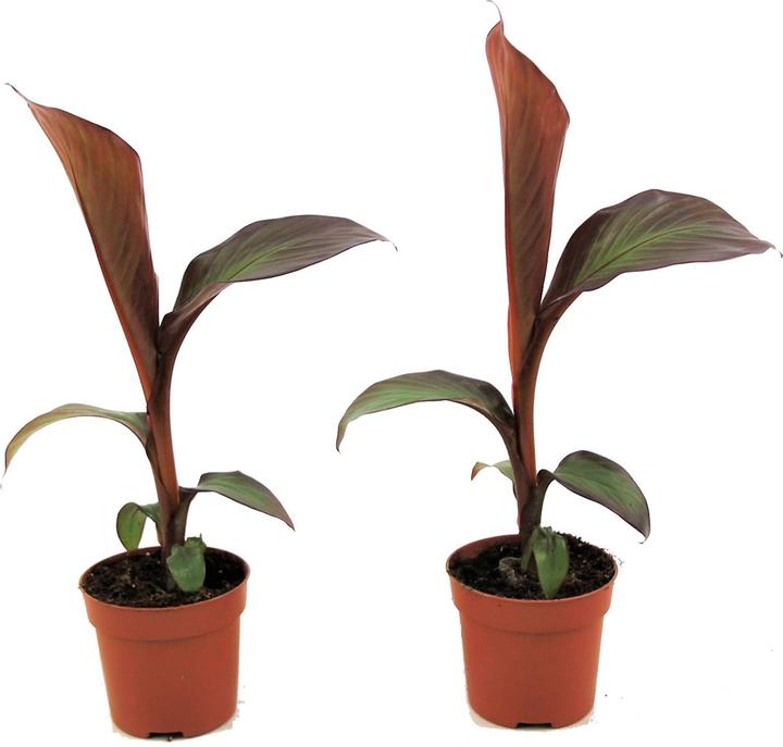 Produktbild Plant in a Box Ensete ventricosum Maurelli - 2er Set Rote Banane (20 cm)