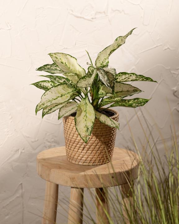 Produktbild feey Aglaonema Kiwi (25 cm, Frisch umgetopft)
