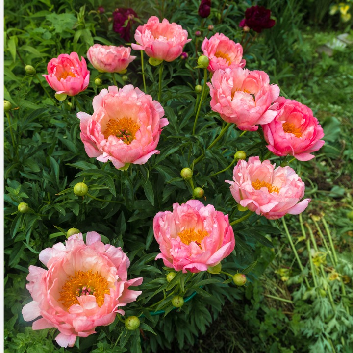 Produktbild Plant in a Box Paeonia Pink Hawaiian Coral - 2er Set Pfingstrose (10 cm)