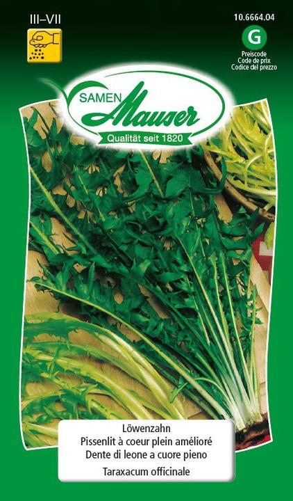 Actual product image Samen Mauser Dandelion (Vegetable seeds)