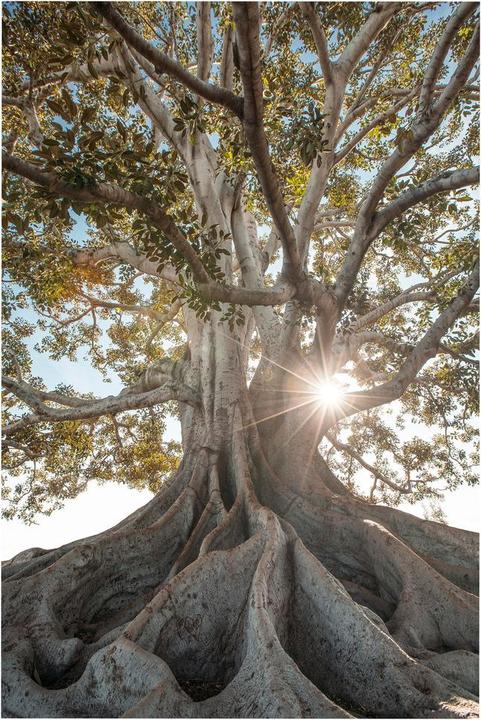 Eicie Arven (140 x 200 cm)