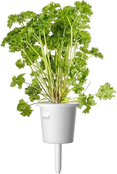 Image du produit Click and Grow Recharge persil (Graines d'herbes aromatiques)