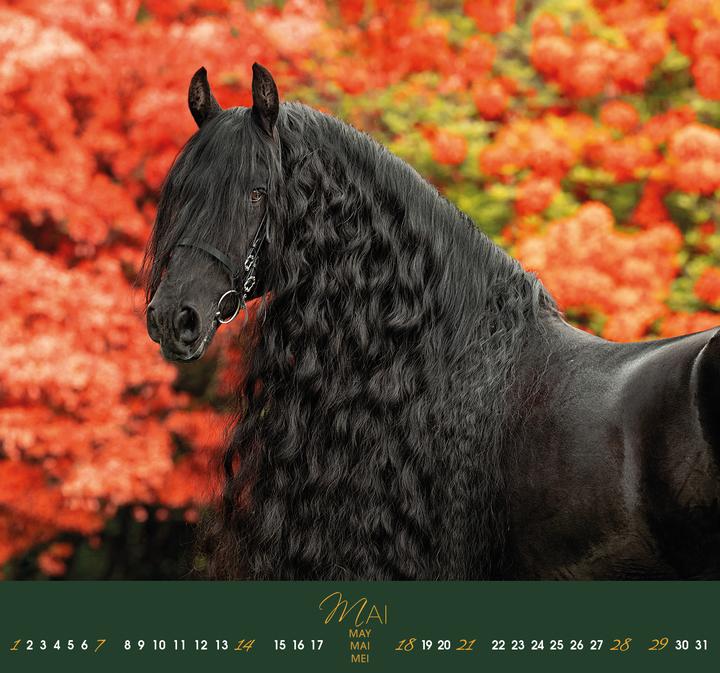 Image du produit Friesen 2026