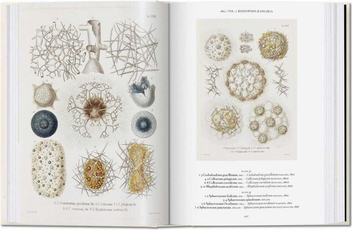 Immagine prodotto Ernst Haeckel. 40th Anniversary Edition (Tedesco, Rainer Willmann, 2020)