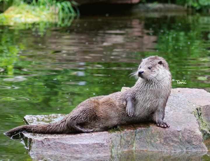 Produktbild Otter Kalender 2026 Wandkalender Eintragkalender