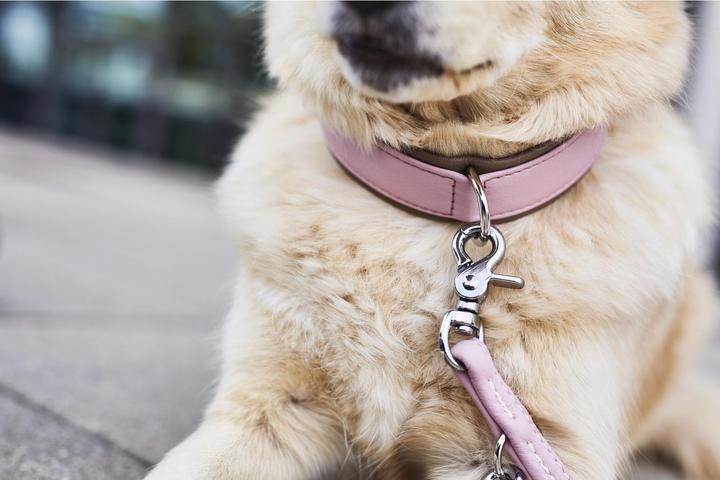 Image du produit Laboni Collier Nappa Amici M (M, Chien, Général)