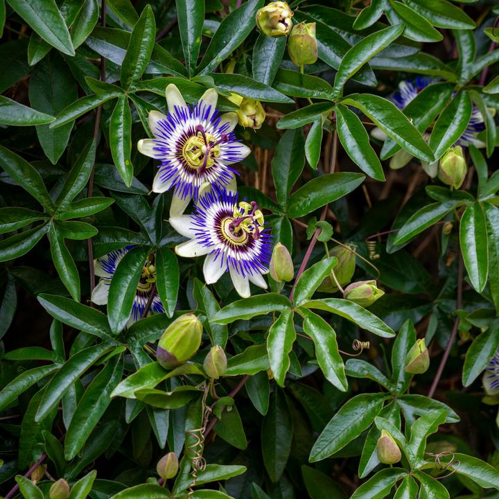 Image du produit Plant in a Box Passiflora edulis 'Frederick' - Lot de 6 Passiflores (25 cm)