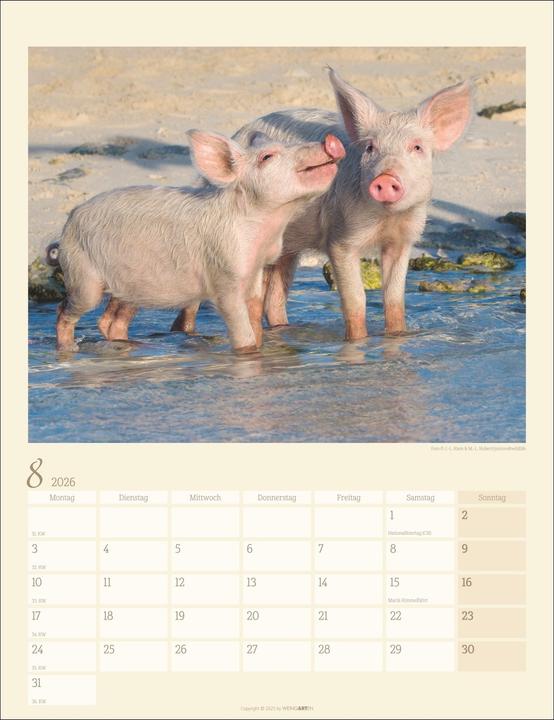 Produktbild Schweinchen Kalender 2026 (30 x 39 cm, Harter Einband, Deutsch)