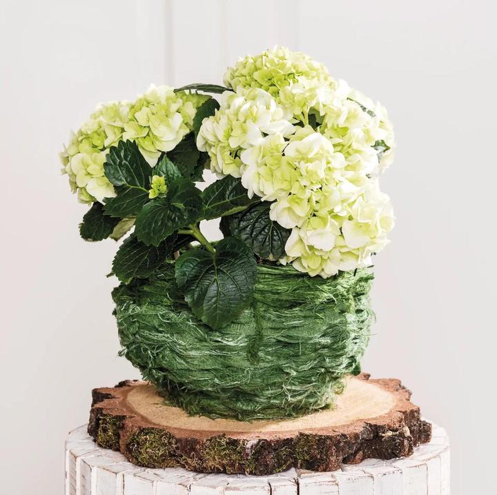 Actual product image Opiflor Holzscheiben rund, 40 cm x 3.5-4 cm