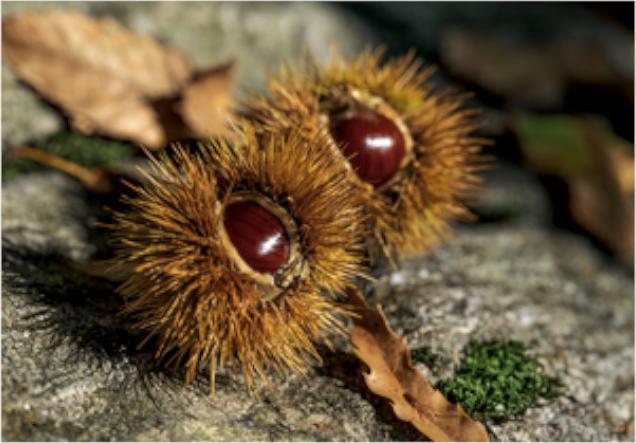 Art Bula Karte 12,2x17,5cm Edelkastanie