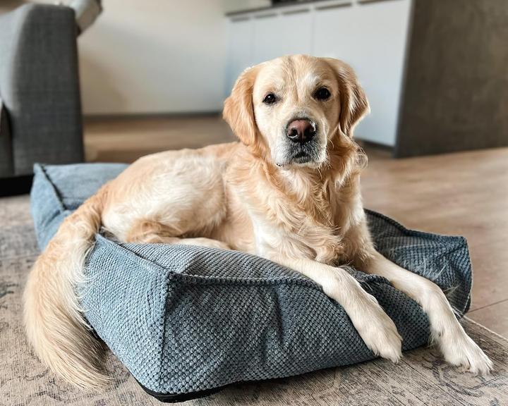 Actual product image Flamingo Reno Rectangular Dog Bed (Dog)