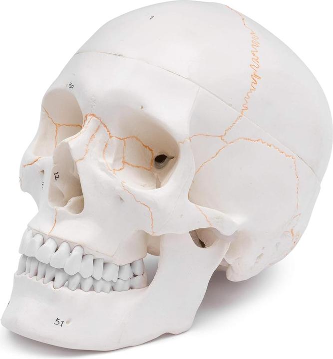Immagine prodotto Cranstein Scientific Anatomisches Schädelmodell A-211 mit Nummerierung