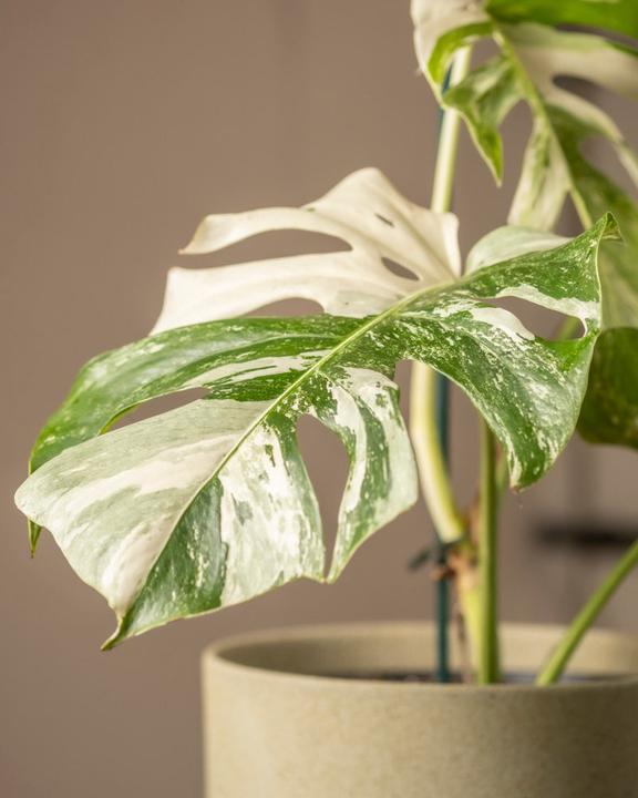 Actual product image feey Monstera deliciosa variegata (65 cm, Freshly repotted)